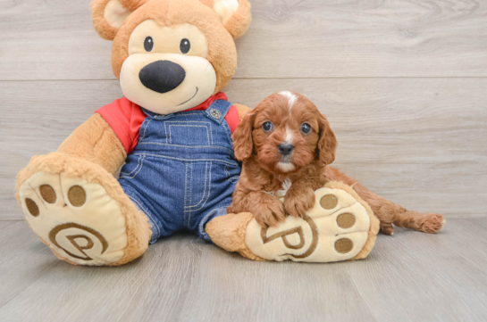 Fluffy Cavapoo Poodle Mix Pup
