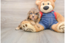 Playful Cavapoodle Poodle Mix Puppy