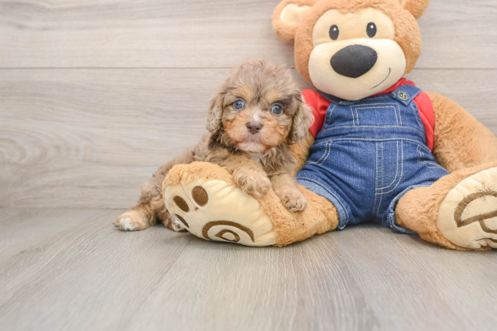 Playful Cavapoodle Poodle Mix Puppy