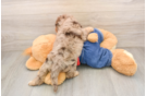 Playful Cavapoodle Poodle Mix Puppy