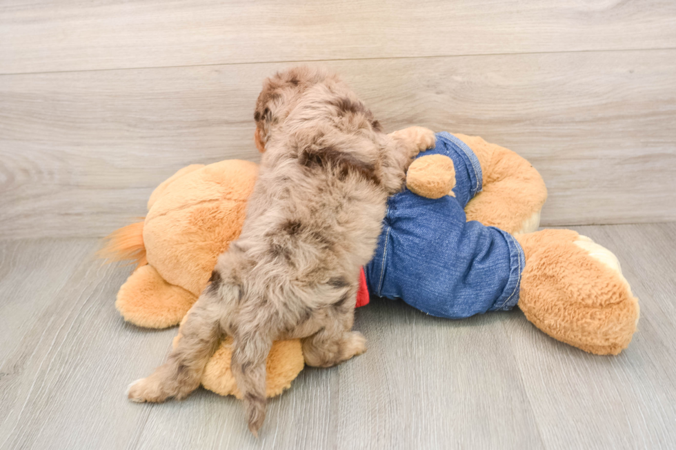 Playful Cavapoodle Poodle Mix Puppy