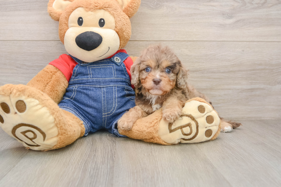 Small Cavapoo Baby