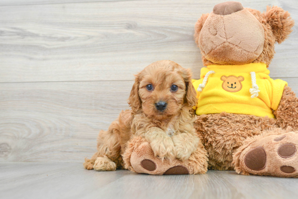 Popular Cavapoo Poodle Mix Pup