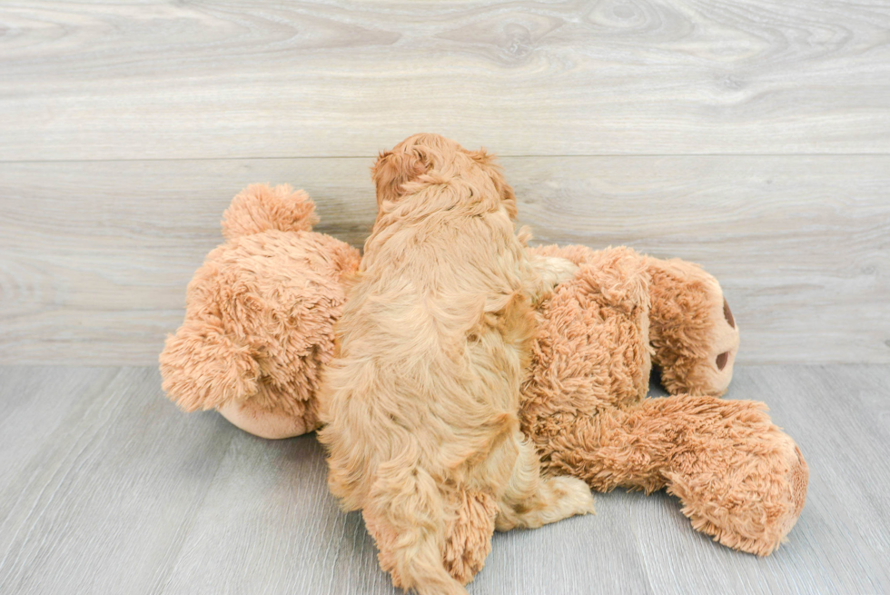 Cavapoo Pup Being Cute