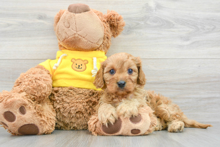 Cavapoo Puppy for Adoption