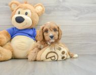 9 week old Cavapoo Puppy For Sale - Lone Star Pups