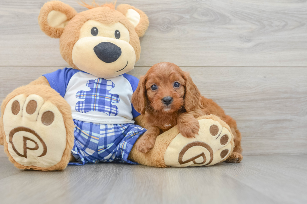 5 week old Cavapoo Puppy For Sale - Lone Star Pups