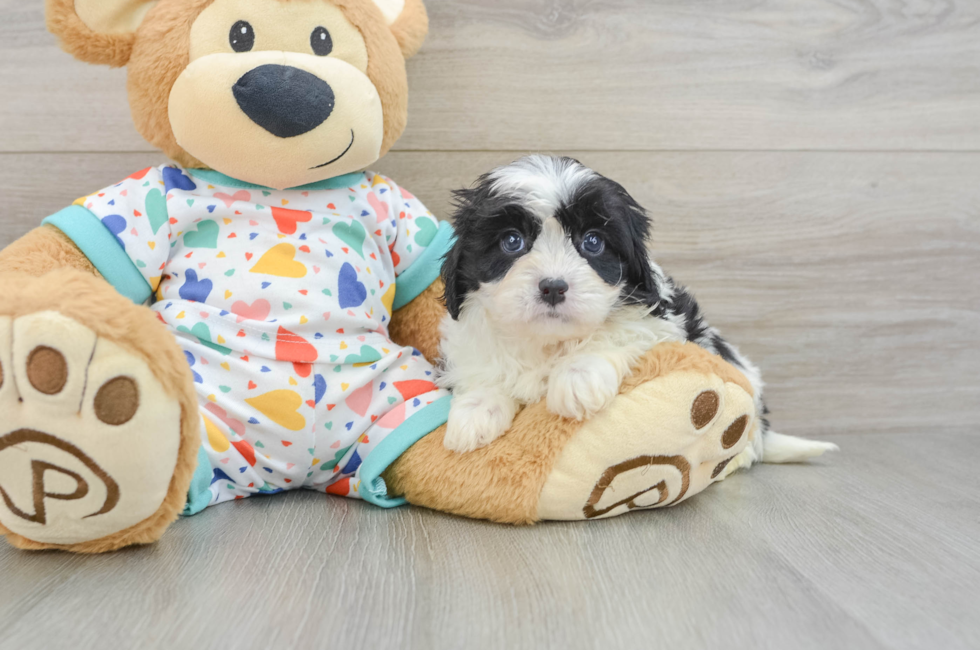 6 week old Cavapoo Puppy For Sale - Lone Star Pups