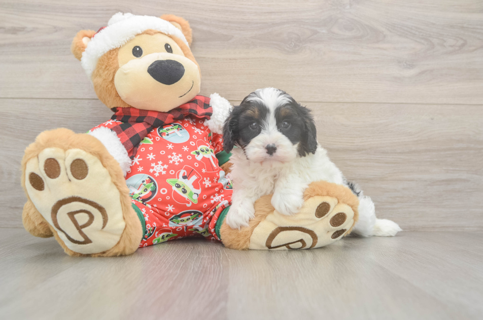 5 week old Cavapoo Puppy For Sale - Lone Star Pups