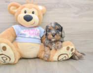 9 week old Cavapoo Puppy For Sale - Lone Star Pups