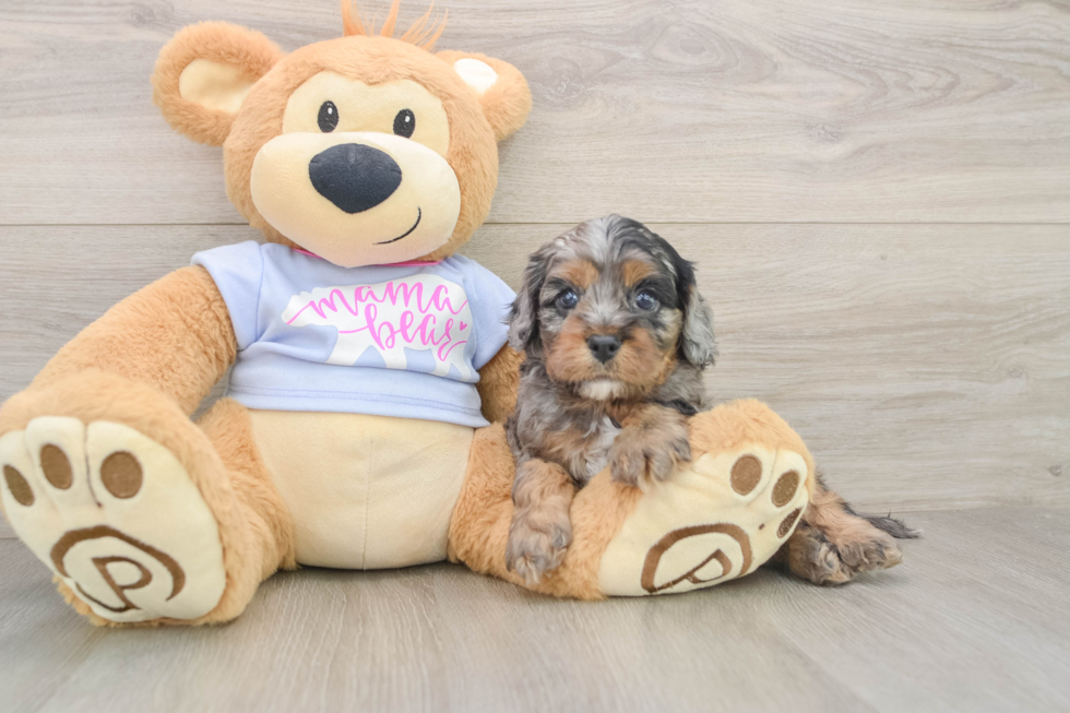 Cute Cavapoo Baby