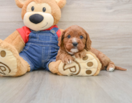 8 week old Cavapoo Puppy For Sale - Lone Star Pups
