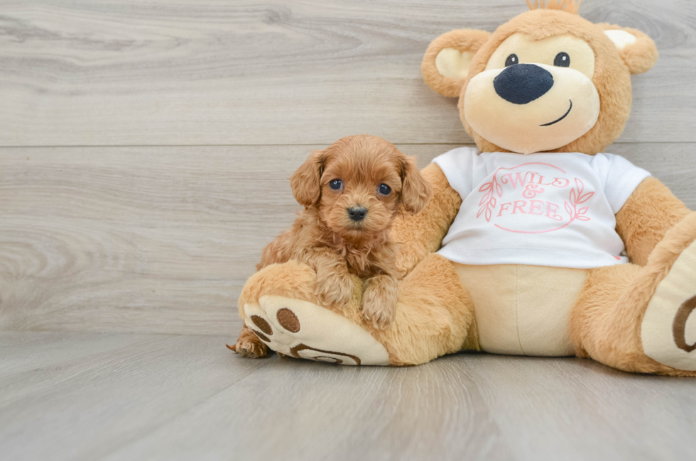 5 week old Cavapoo Puppy For Sale - Lone Star Pups