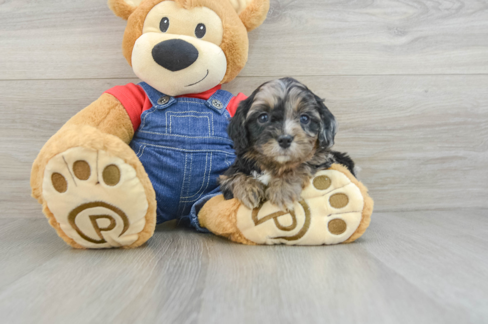 6 week old Cavapoo Puppy For Sale - Lone Star Pups