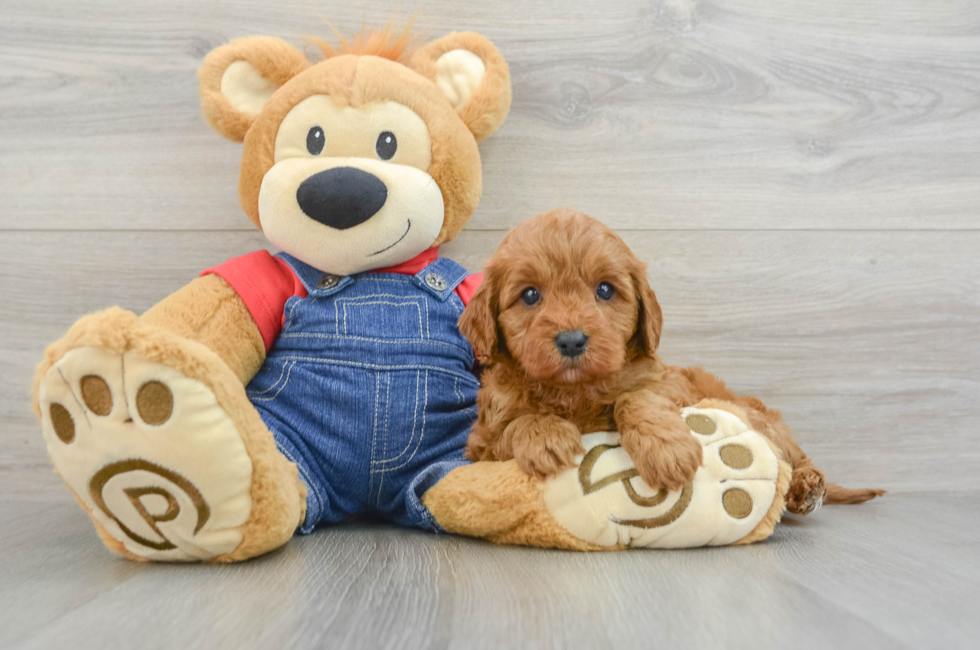 6 week old Cavapoo Puppy For Sale - Lone Star Pups