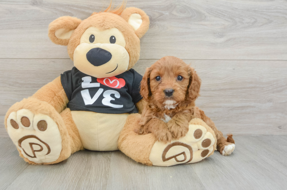 7 week old Cavapoo Puppy For Sale - Lone Star Pups