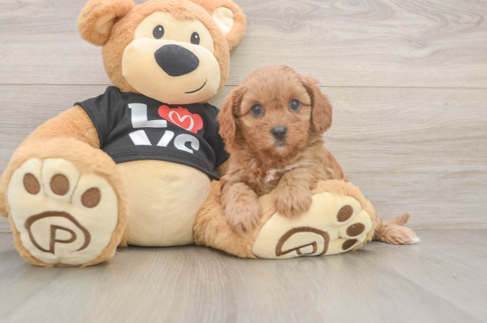 6 week old Cavapoo Puppy For Sale - Lone Star Pups