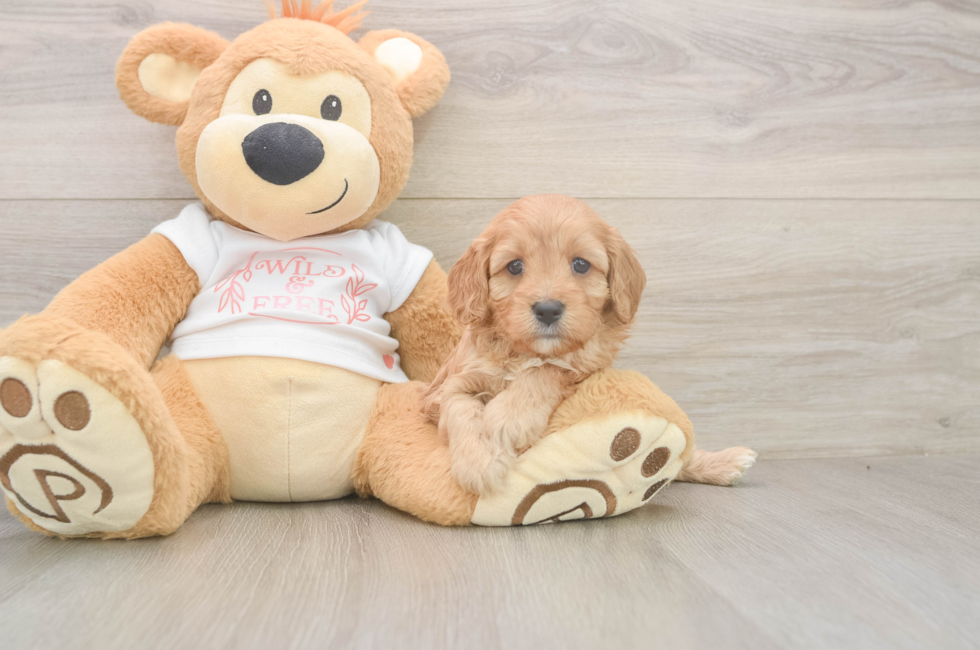5 week old Cavapoo Puppy For Sale - Lone Star Pups