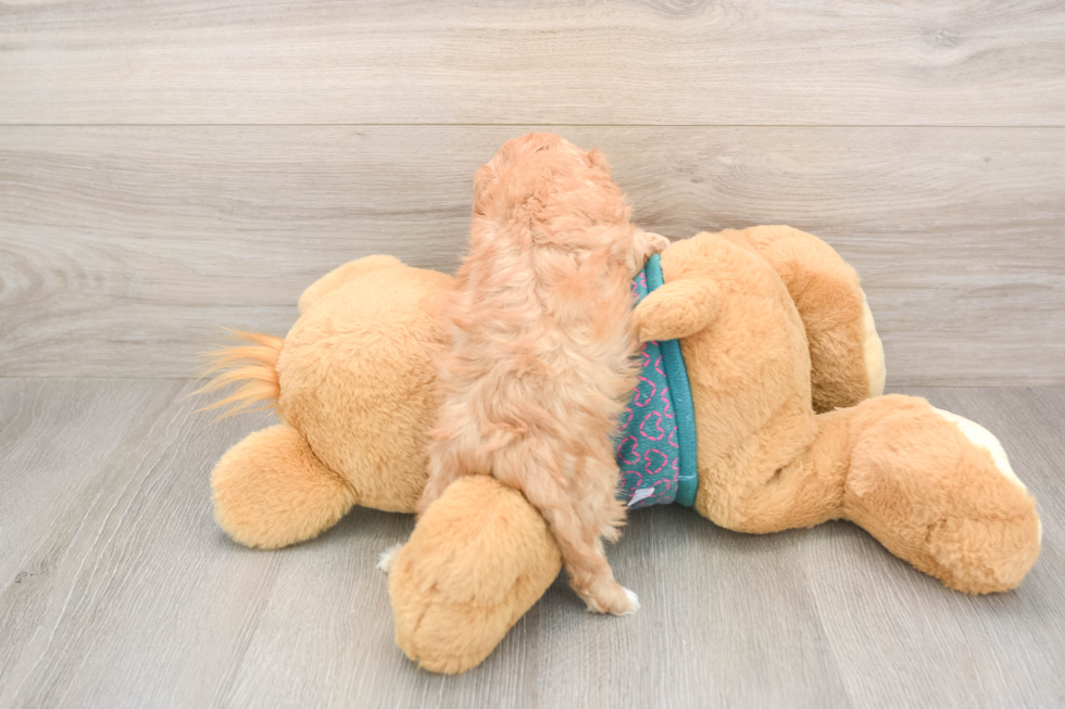 Funny Cavapoo Poodle Mix Pup