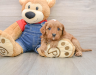 9 week old Cavapoo Puppy For Sale - Lone Star Pups