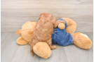 Hypoallergenic Cavadoodle Poodle Mix Puppy