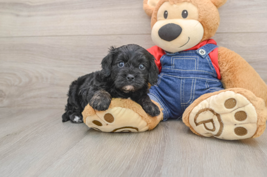 Cavapoo Puppy for Adoption