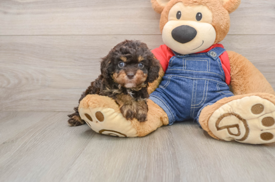 Best Cavapoo Baby