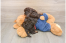 Cavapoo Pup Being Cute