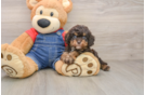 Fluffy Cavapoo Poodle Mix Pup