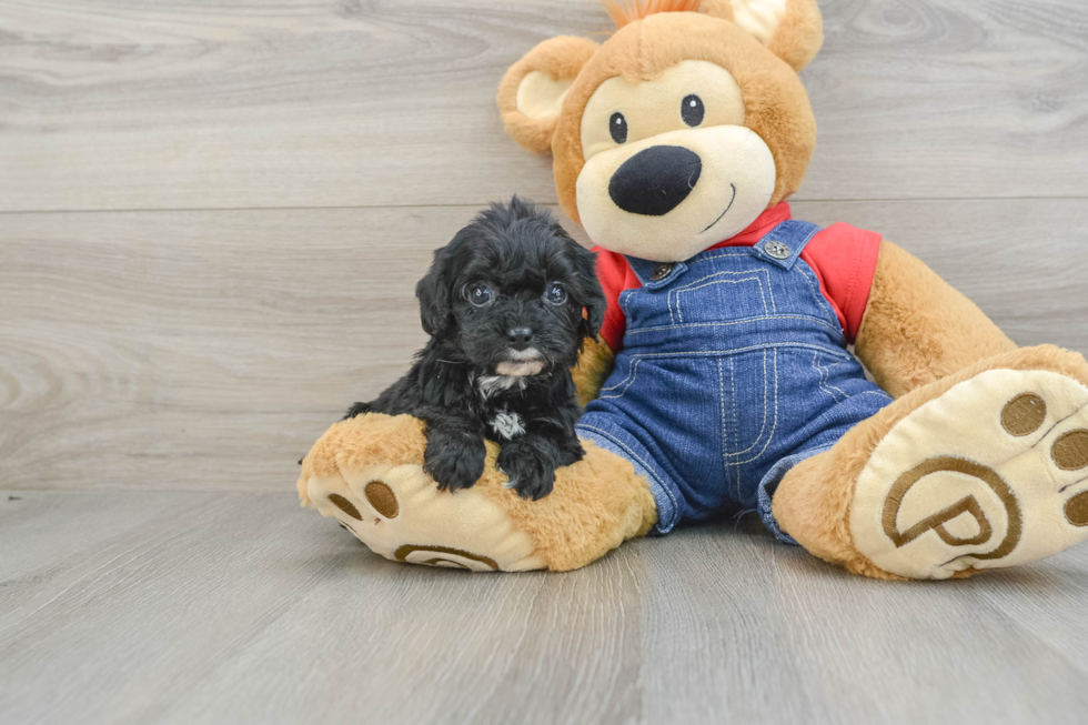 Popular Cavapoo Poodle Mix Pup