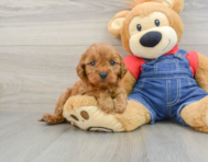 8 week old Cavapoo Puppy For Sale - Lone Star Pups