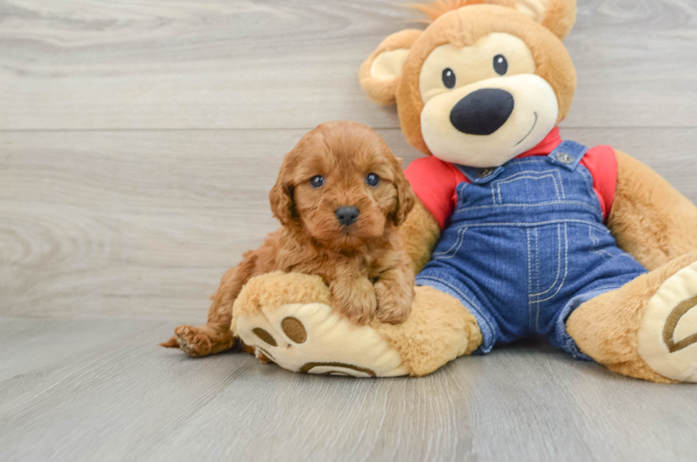 6 week old Cavapoo Puppy For Sale - Lone Star Pups