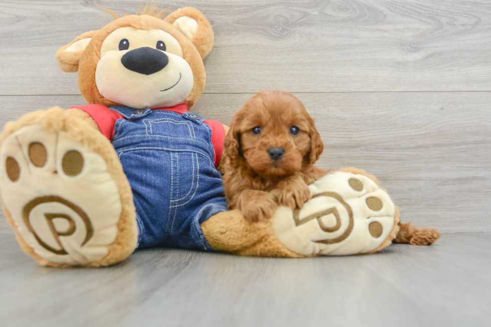 Best Cavapoo Baby