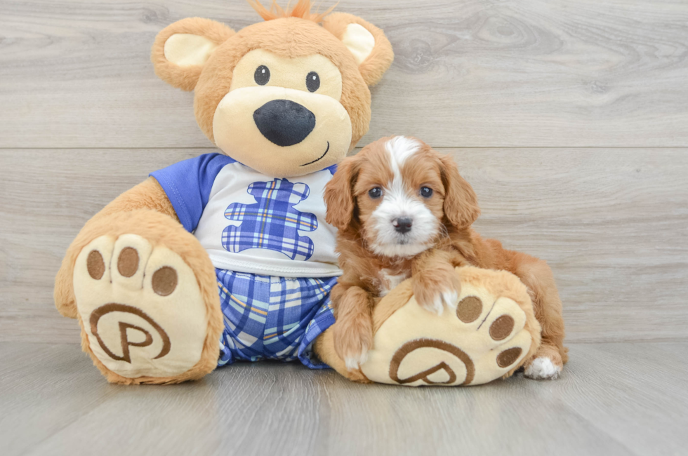 6 week old Cavapoo Puppy For Sale - Lone Star Pups