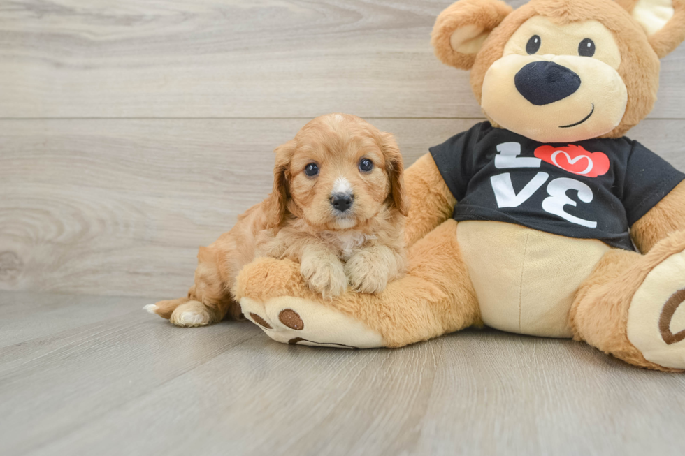 Best Cavapoo Baby