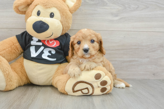 Small Cavapoo Baby