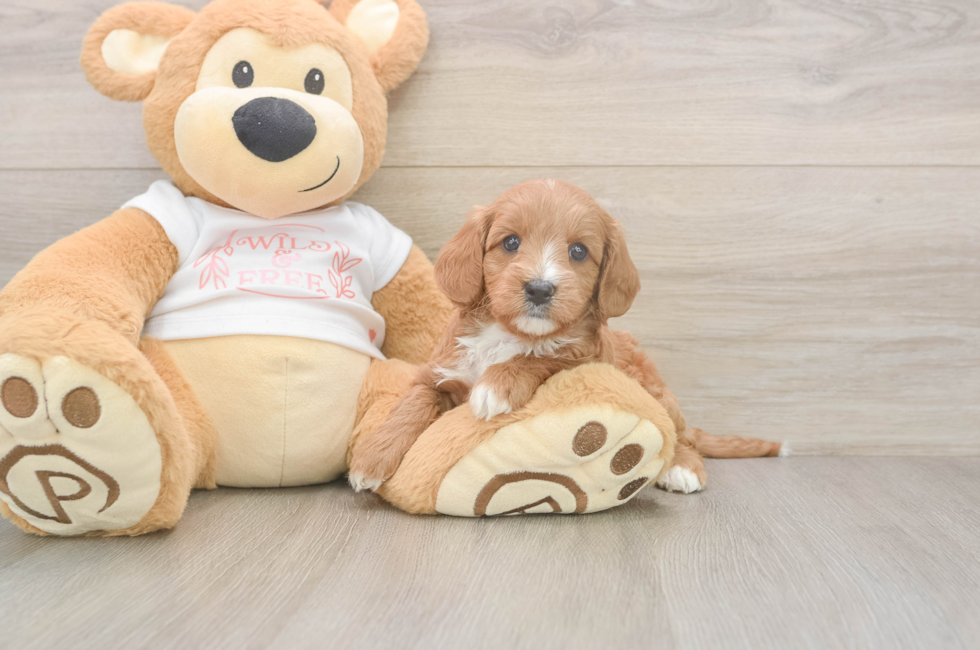 5 week old Cavapoo Puppy For Sale - Lone Star Pups