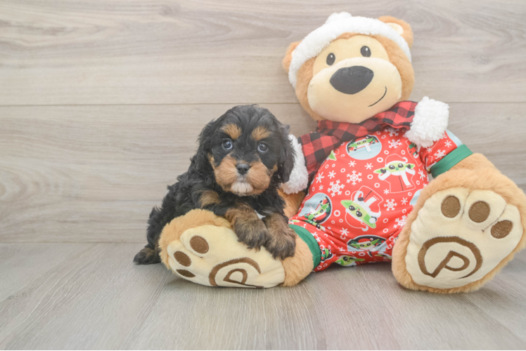 Cavapoo Pup Being Cute