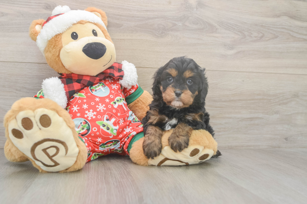 Cavapoo Pup Being Cute