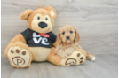 Cavapoo Puppy for Adoption