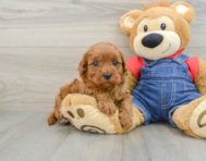 8 week old Cavapoo Puppy For Sale - Lone Star Pups