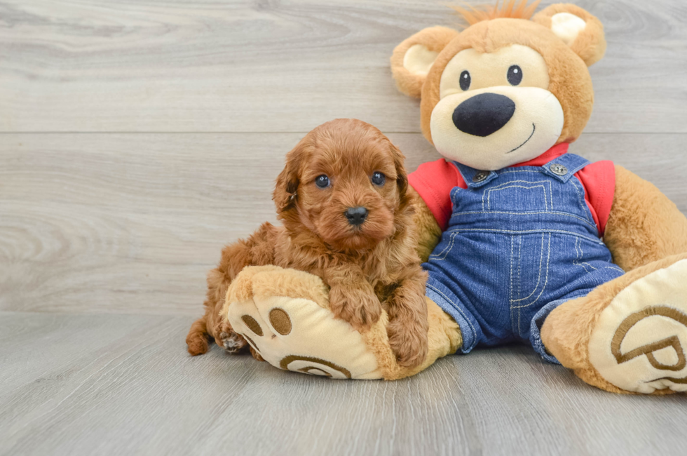 6 week old Cavapoo Puppy For Sale - Lone Star Pups