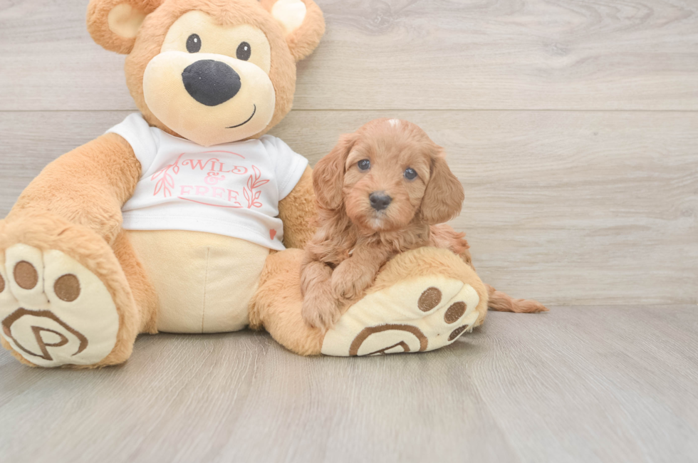5 week old Cavapoo Puppy For Sale - Lone Star Pups