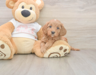 6 week old Cavapoo Puppy For Sale - Lone Star Pups 6 week old Cavapoo Puppy For Sale - Lone Star Pups