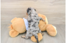 Cavapoo Puppy for Adoption