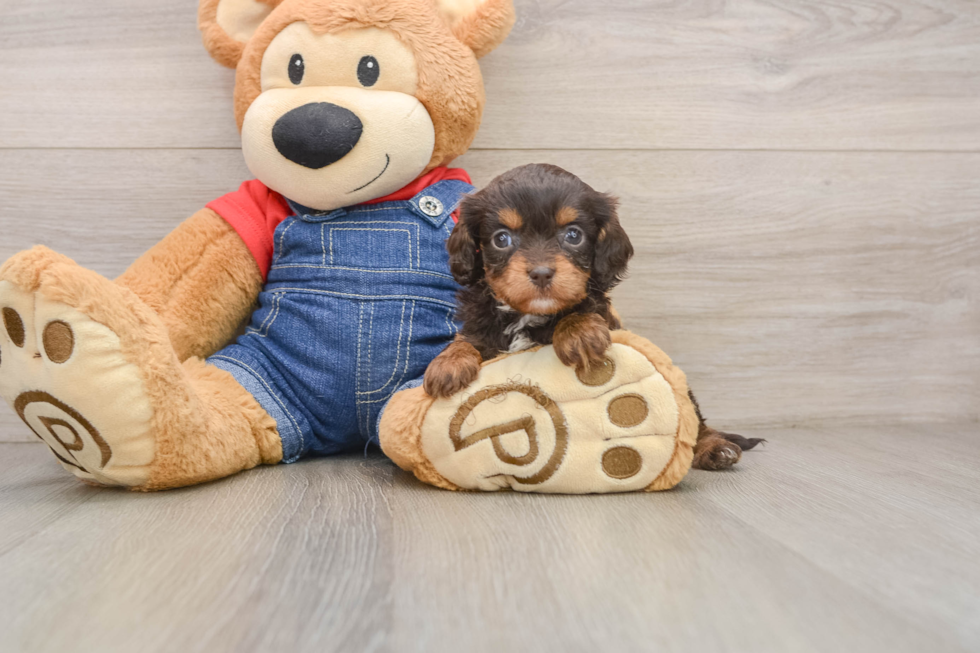 Best Cavapoo Baby