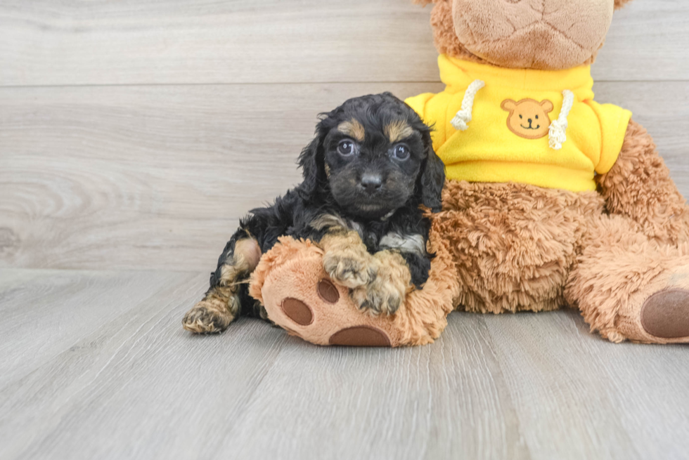 Friendly Cavapoo Baby