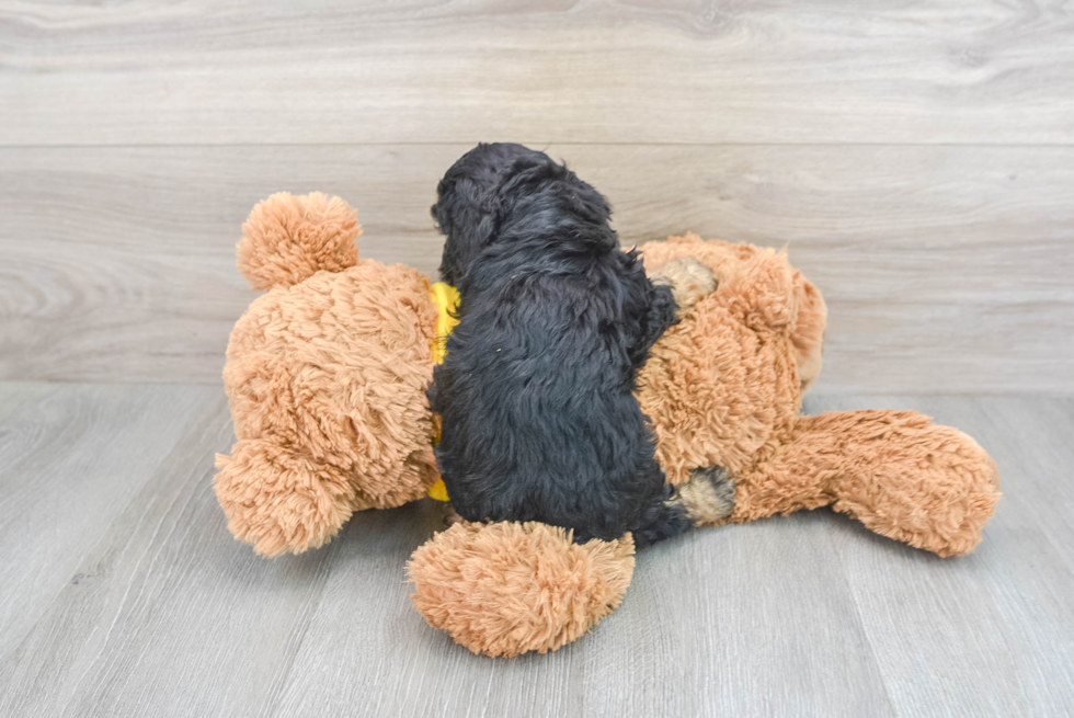 Cavapoo Pup Being Cute