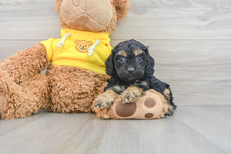 Cavapoo Pup Being Cute