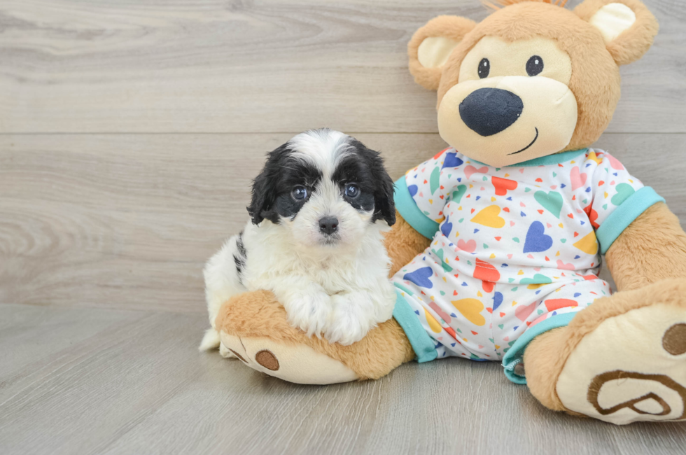 6 week old Cavapoo Puppy For Sale - Lone Star Pups